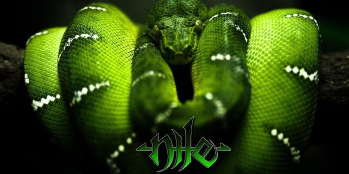 1280x800 Green Tree Nile Python | Green Tree PYTHON Wallpaper | Creepy