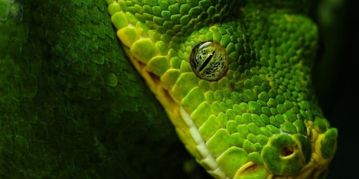 1136x710 Slytherin animal | Slytherin Common room | Snake wallpaper, Snake