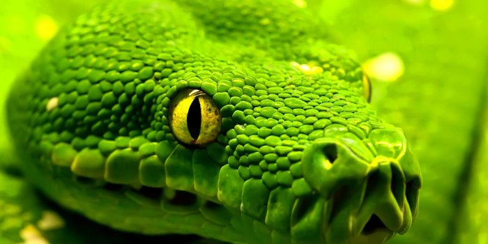 1920x1200 Free Download Viper Snake Wallpaper - Snake Head Close Up Free