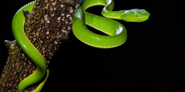 3840x2160 3d Snake Wallpaper - (65+) Wallpaper Collections