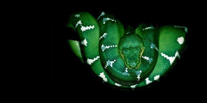 1024x768 Reptile | reptile - fond ecran reptile - | animals | Snake