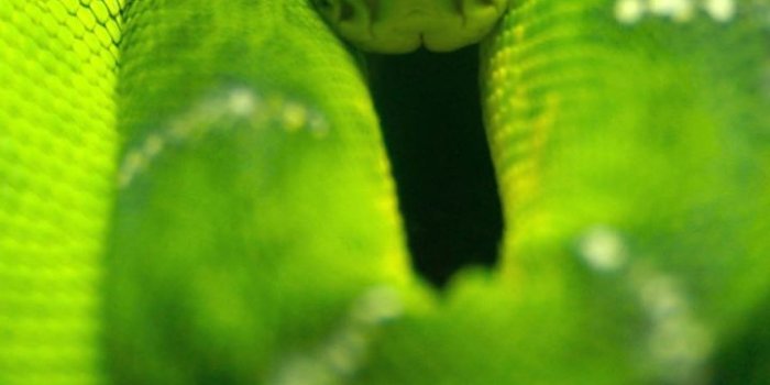 720x1280 Tree Snake Hd Wallpaper - Snake Wallpaper Iphone 8 Plus Free