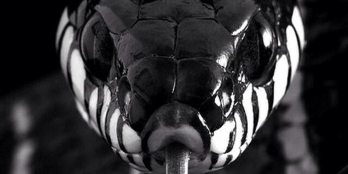 1080x1920 Snake iPhone Wallpapers - Top Free Snake iPhone Backgrounds