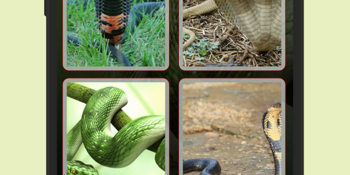 1600x2880 Snake HD Wallpaper for Android - APK Download