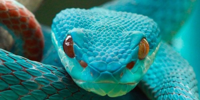 750x1334 Get 357+ snake wallpaper HD Wallpaper [] www.interest.pics