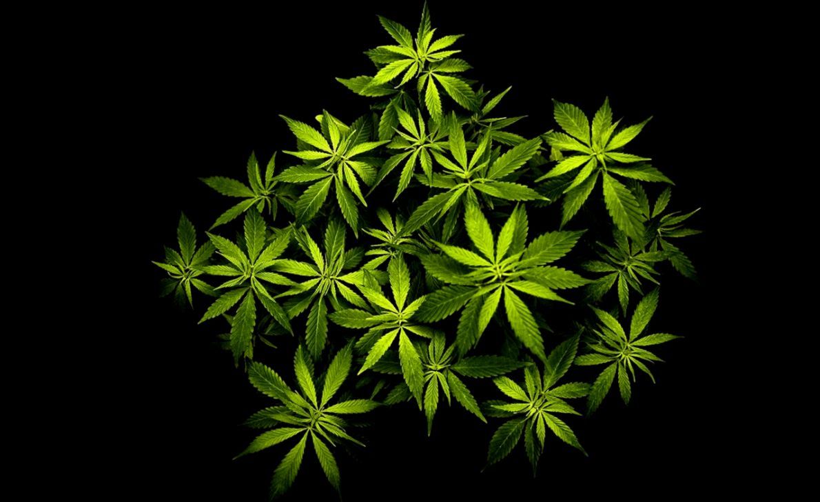 1190x728 Weed Plant Wallpaper | Wallpapers Ideas