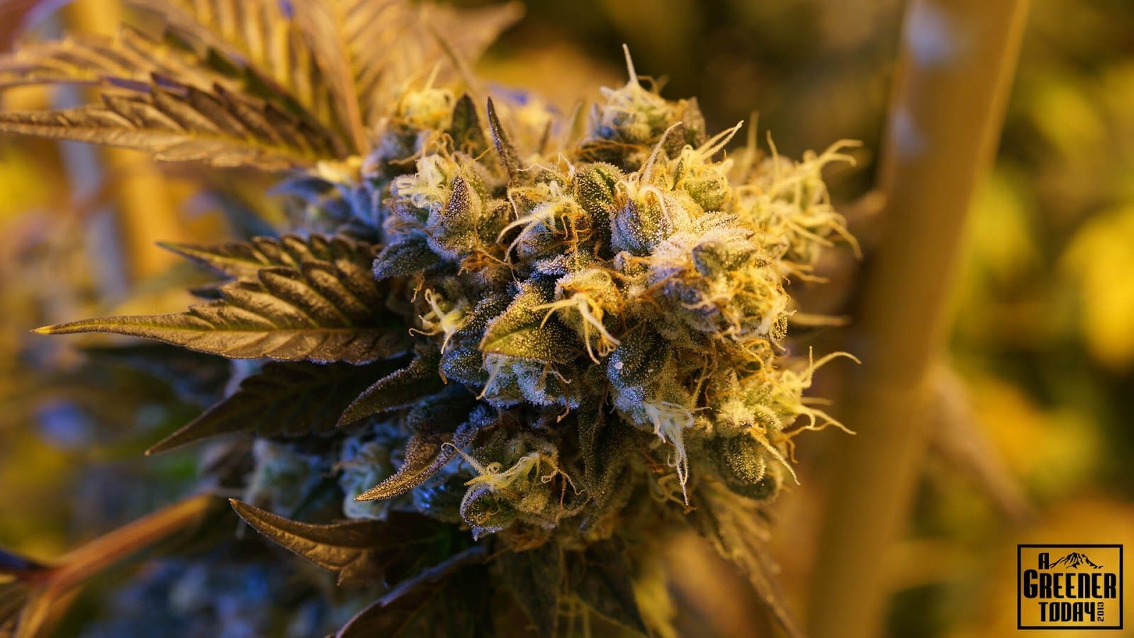 1600x900 Free Pot Wallpaper Download In 5K Resolution | weed | Wallpaper