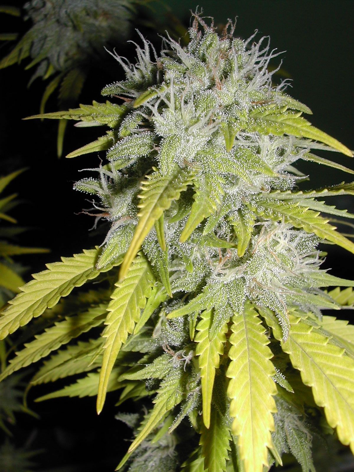 1200x1600 Indoor Marijuana Seeds and Indoor Cannabis Seeds