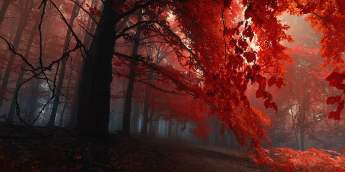 1920x1080 Beautiful and creepy forest. - Album on Imgur