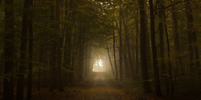 2560x1600 Creepy Forest - HD Wallpapers | Nature | Forest wallpaper, Forest