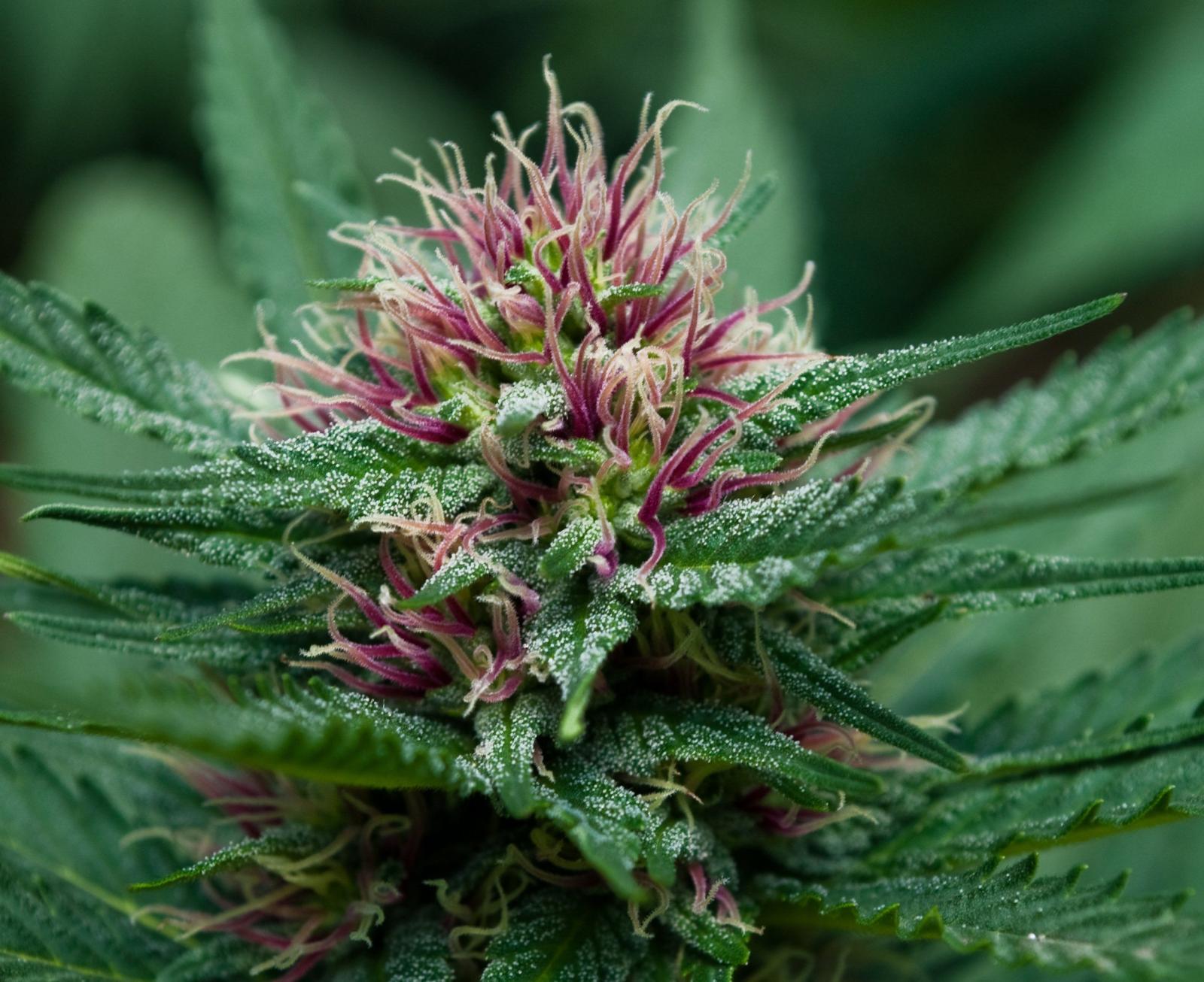 2502x2043 Download Collection By Diane Murphy Marijuana Bud Wallpaper