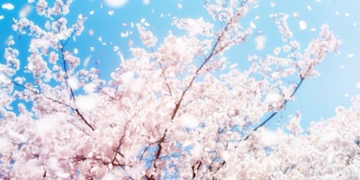 716x1334 Spring Activities How many have you done | Spring wallpaper in 2019
