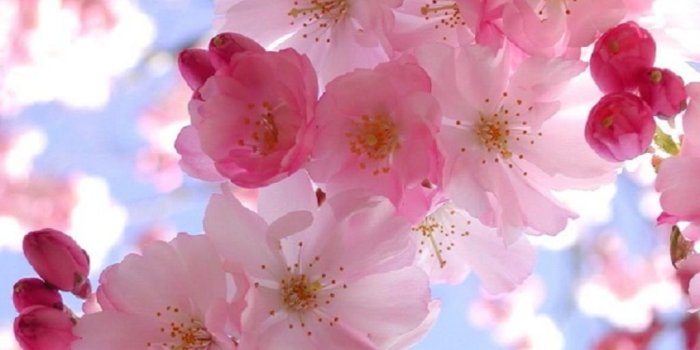 1024x768 spring wallpaper and screensavers | Free Spring Wallpaper And