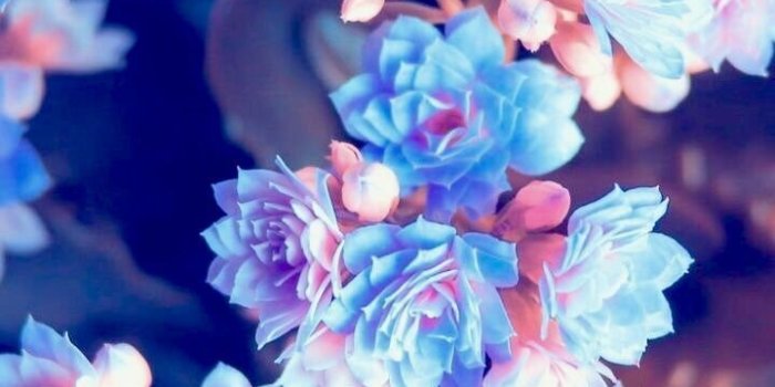 720x1280 Walpaper #wallpaper #iphonewallpaper #flowers #wallpaper