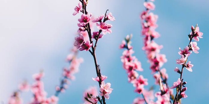 736x1308 13 Gorgeous Spring Blossom iPhone Wallpapers | Iphone wallpaper