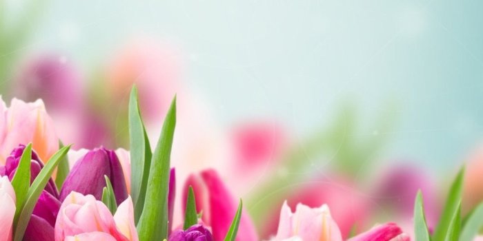 1080x1920 Pinterest @catherinesullivan2017✨ | Flower Power | Flowers, Tulips