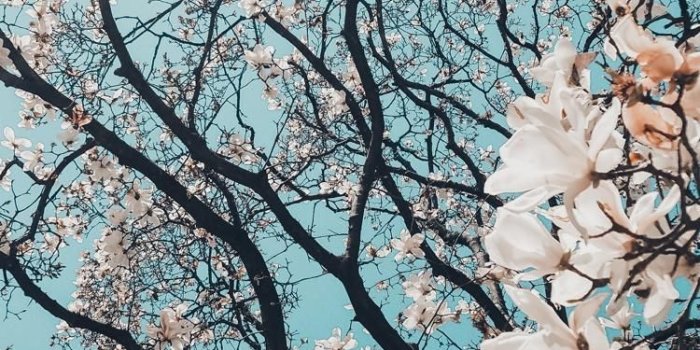 750x1334 Mei on places & scenary | Wallpaper backgrounds, Wallpaper