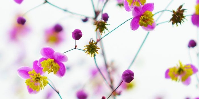 736x1308 Preppy Original iPhone wallpaper: Wild Flowers | Wallpapers | Iphone