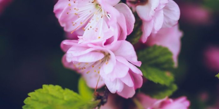 736x1308 Preppy's Daily Favorite iPhone Wallpaper: Vintage Spring Flowers