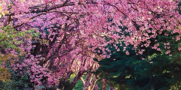 716x1334 best images about Wallpapers Spring desktop | outdoor