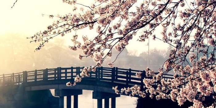 716x1334 Spring wallpaper | Spring | Iphone wallpaper, Spring wallpaper, Art