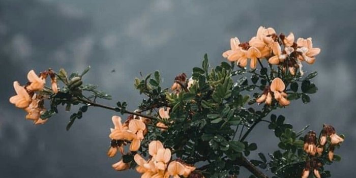1080x2160 p i n t e r e s t , ig & VSCO:: mmatalyn | N A T U R E in 2019