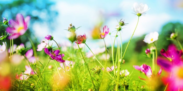 1440x900 18302 spring backgrounds wallpaper