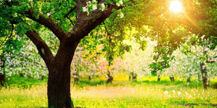 1200x750 HD Spring Wallpapers For Desktop Wallpaper | HD Wallpapers