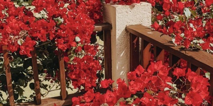 736x1308 ♕ insta and pinterest @amymckeown5 | F L O R A L in 2019 | Flower