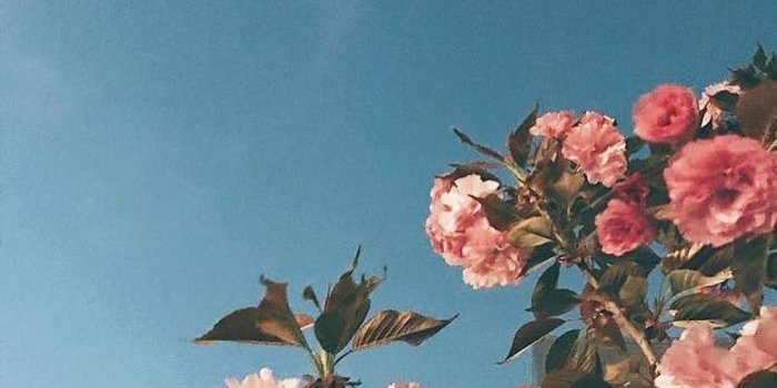 1080x1350 Pin By Sweet Rose On Cameras Wallpapers In 2018 Pinterest