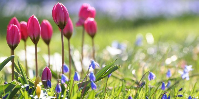 2560x1600 Spring Wallpaper and Screensavers (52+ images)