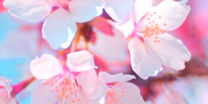 720x1280 P I N T E R E S T @patriciaperusko | quotes in 2019 | Flowers