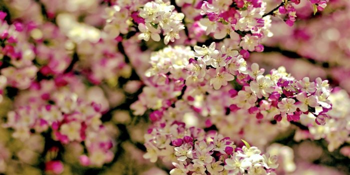 1920x1200 ideas about Spring Flowers Wallpaper Girl 1920x1200