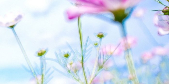 1080x1920 Spring Flowers Wallpapers Hd Best Of 1000 Ideas About Spring