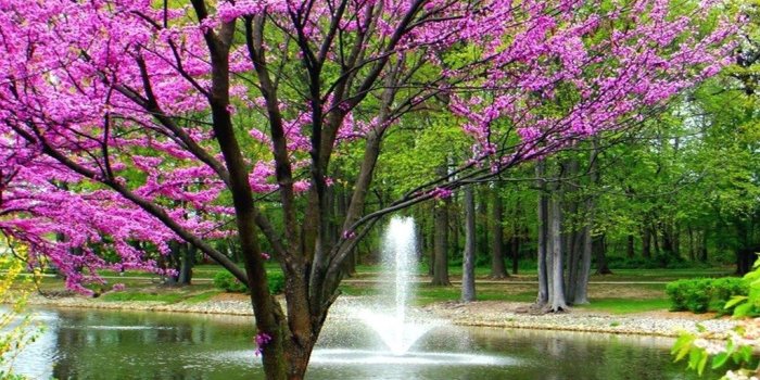 1024x768 Top Spring Wallpapers Widescreen 1920x1080 Images For Pinterest