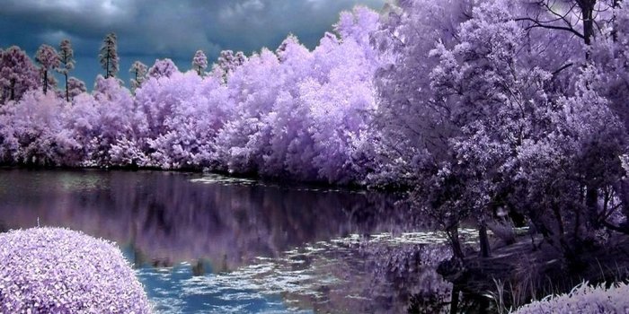 1024x768 Purple - Google Search | Purple | Spring Wallpaper And