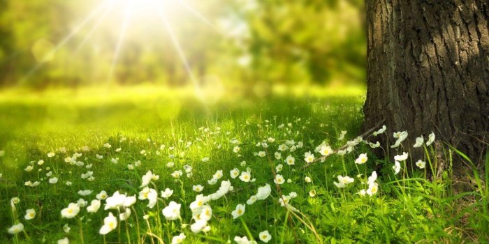 1440x900 Spring Begins Wallpapers