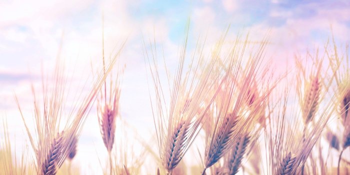 1920x1080 Nature Light Wallpaper - High Resolution Desktop Wallpaper Hd Spring