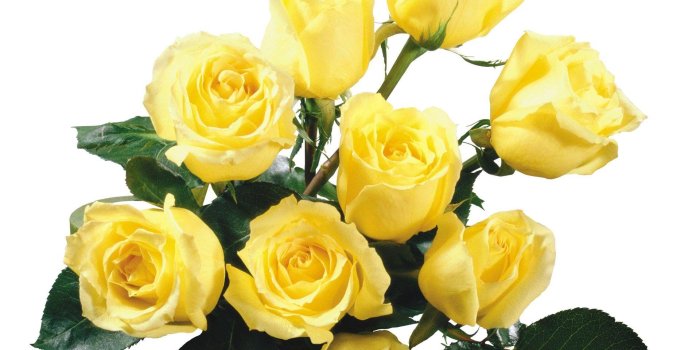 1920x1200 Yellow Rose Flower Wallpapers