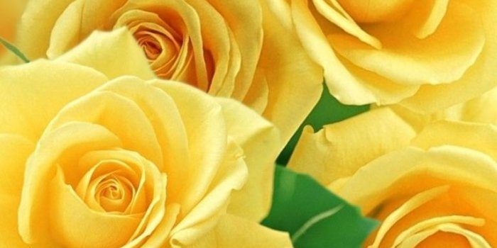 768x1024 40+ Yellow Roses Wallpapers - Download at WallpaperBro