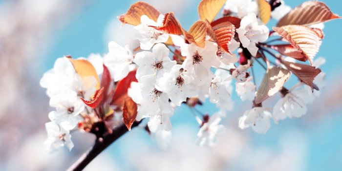 2560x1600 Beautiful Free Desktop Wallpaper Spring Pictures | Wallpaper Collections