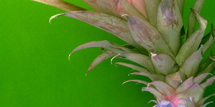 2209x3981 Rainbow pineapple | Pineapple • Love | Pineapple, Fruit, Lemon