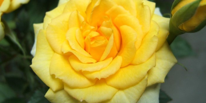 1600x1200 yellow rose images | Yellow Rose Wallpapers HD Pictures – Download