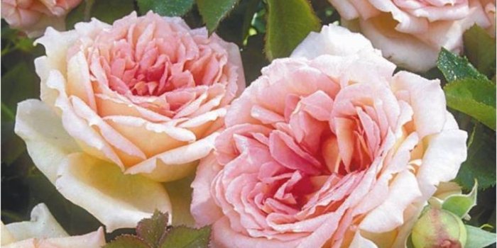 736x1108 Old Fashioned Roses wallpaper - hdwallpaper20.com