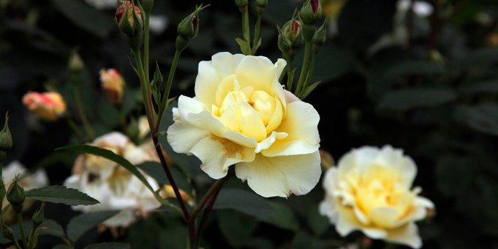 2048x1152 Old-fashion blooms never go out of style | Financial Times