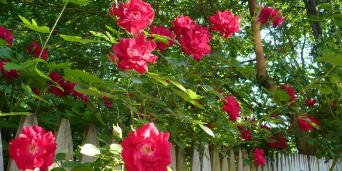 1920x1080 10+ Old Country Roses Wallpapers - Download at WallpaperBro