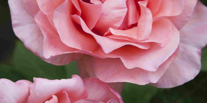 3650x3650 Top 10 Hybrid Tea Roses