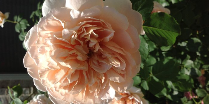 2592x1936 Old Fashioned Roses wallpaper - Page 3 of 3 - hdwallpaper20.com