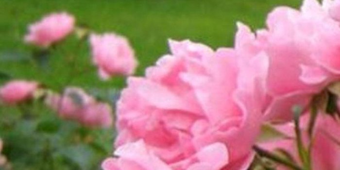 800x1280 HD Vintage Roses Wallpaper for Android - APK Download