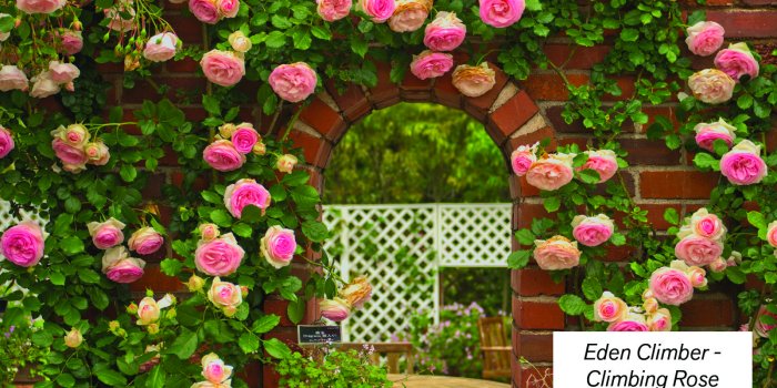 1600x900 Dormant Season Rose Pruning & Care | Central Valley Builders